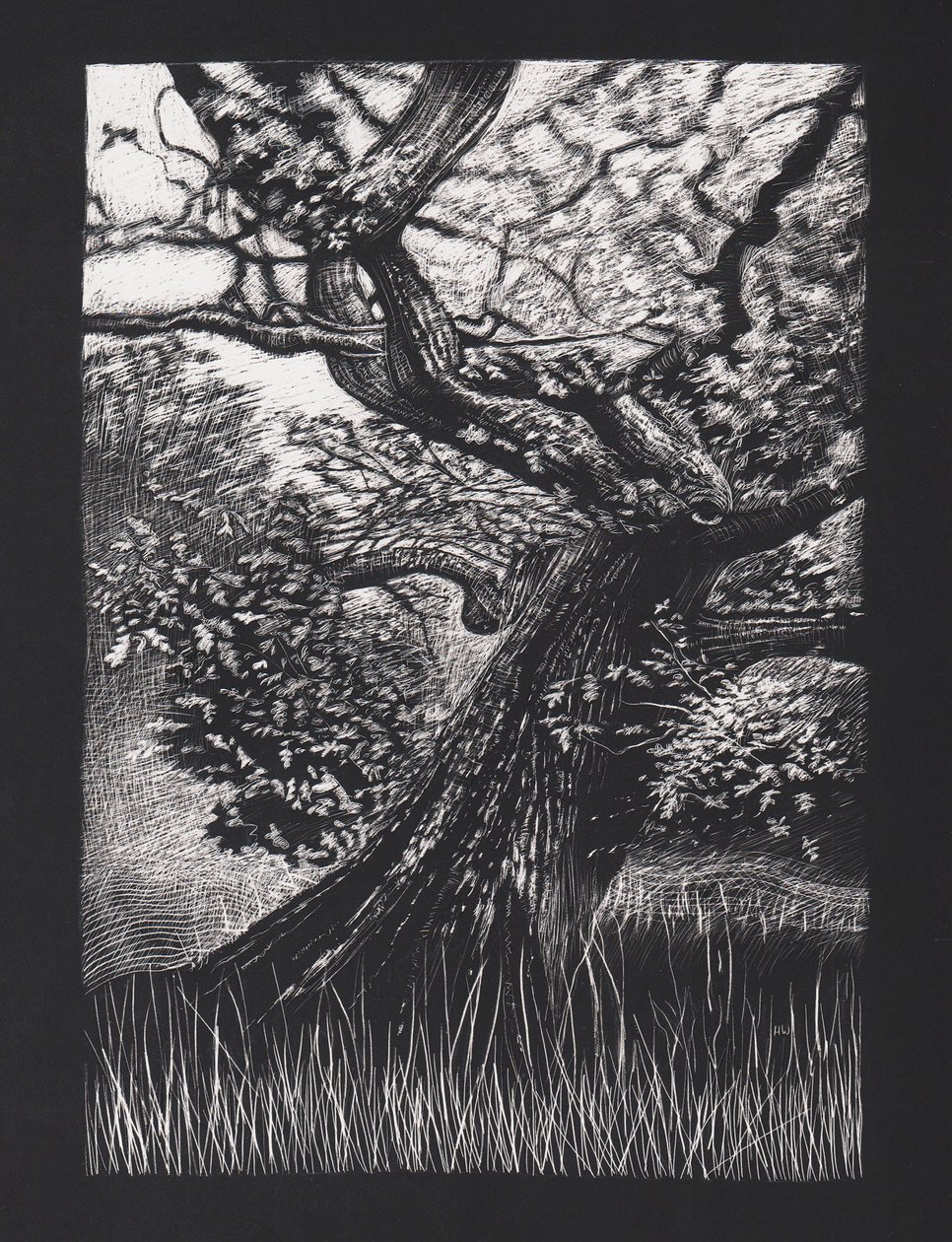 Venerable Oak by Helen White