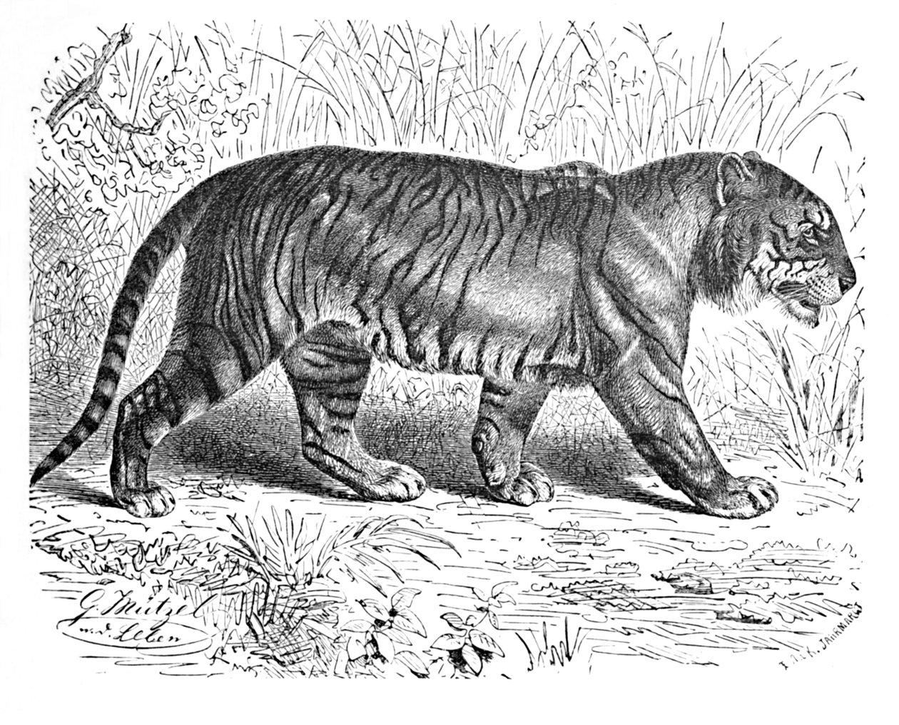 Bengal Tiger, c. 1900 by Helena J. Maguire