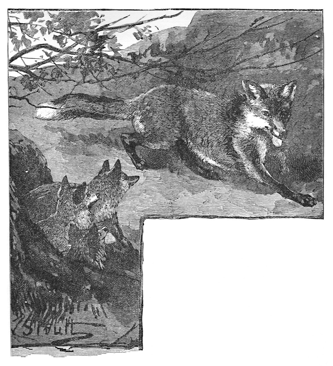 The Fox and Her Cubs by Helena J. Maguire