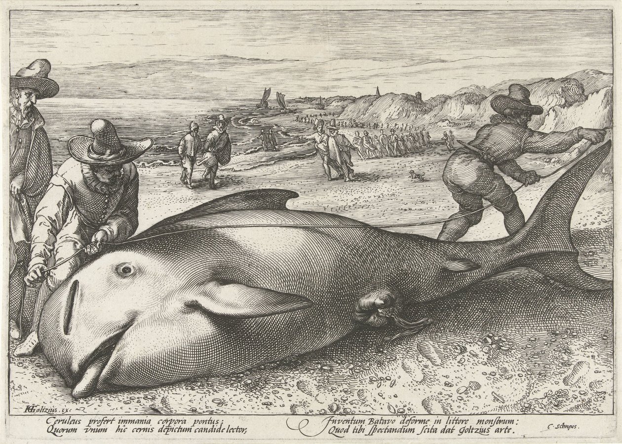 Stranded Pilot Whale on the Beach at Zandvoort, 1594 by Hendrick Goltzius (workshop of)