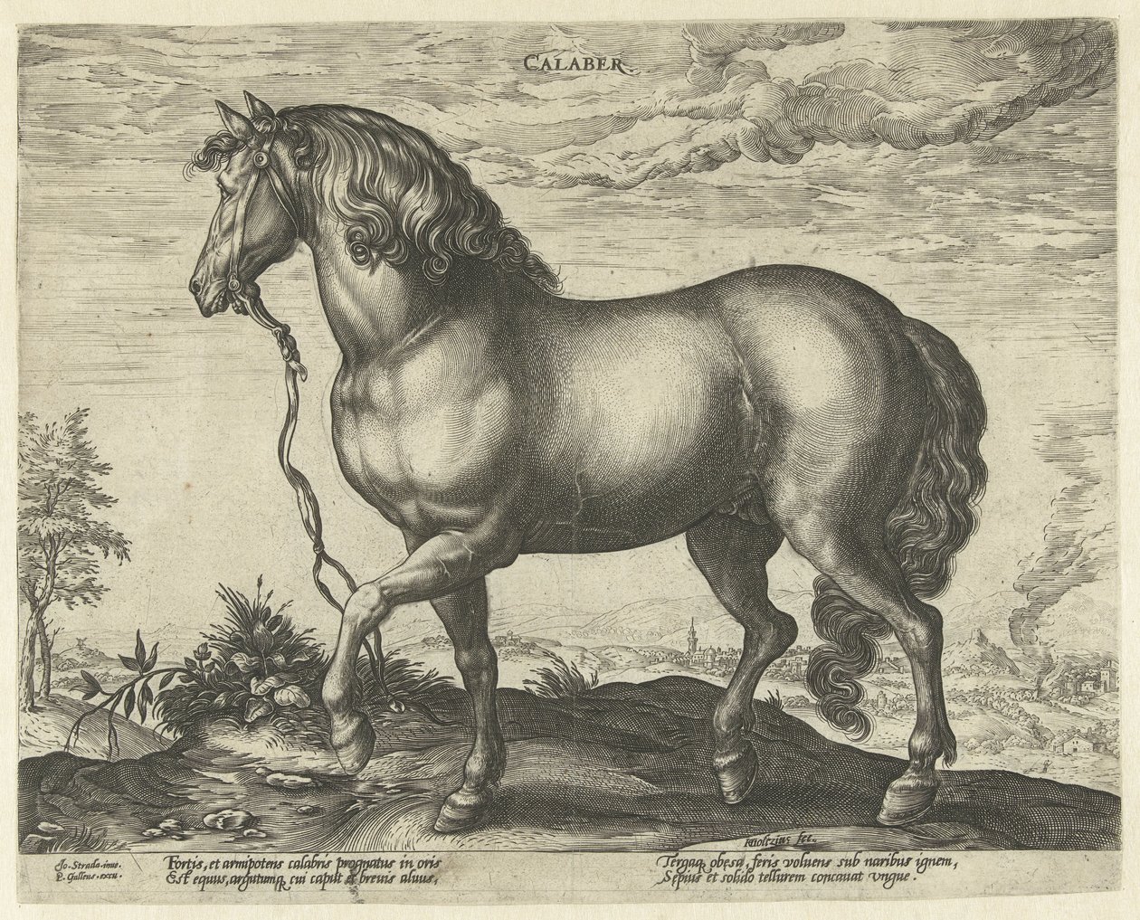 Horse from Calabria by Hendrick Goltzius