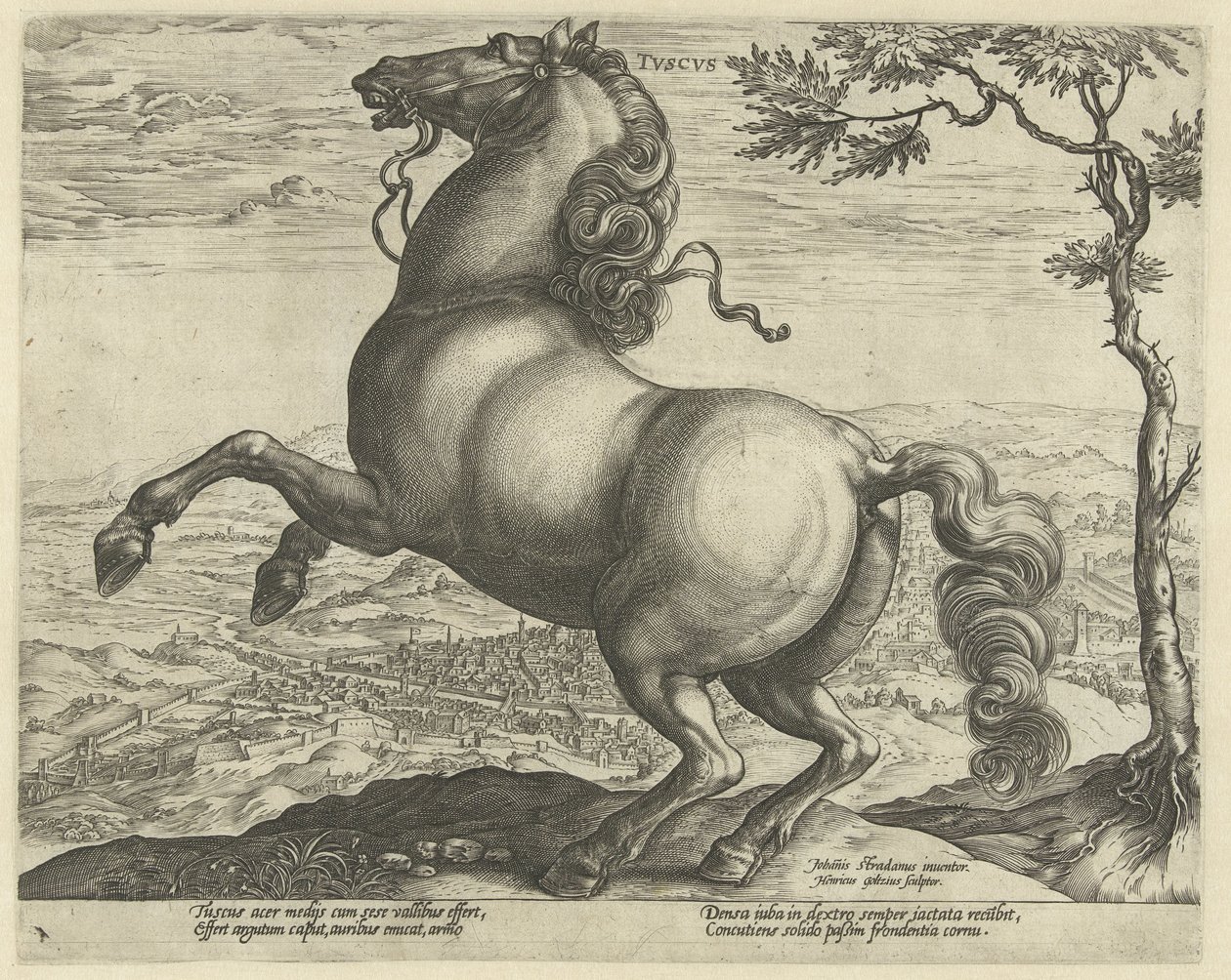Horse from Tuscany (series title: Horse Breeds from the Royal Stables of Don Juan of Austria) by Hendrick Goltzius