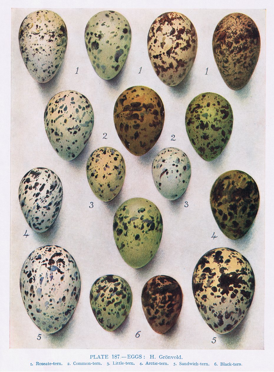 Eggs: Guillemot: etc, illustration from 