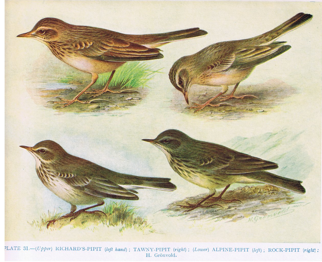 Richard's-pipit, Tawny-Pipit, Alpine-pipit and Rock-pipit, illustration ...