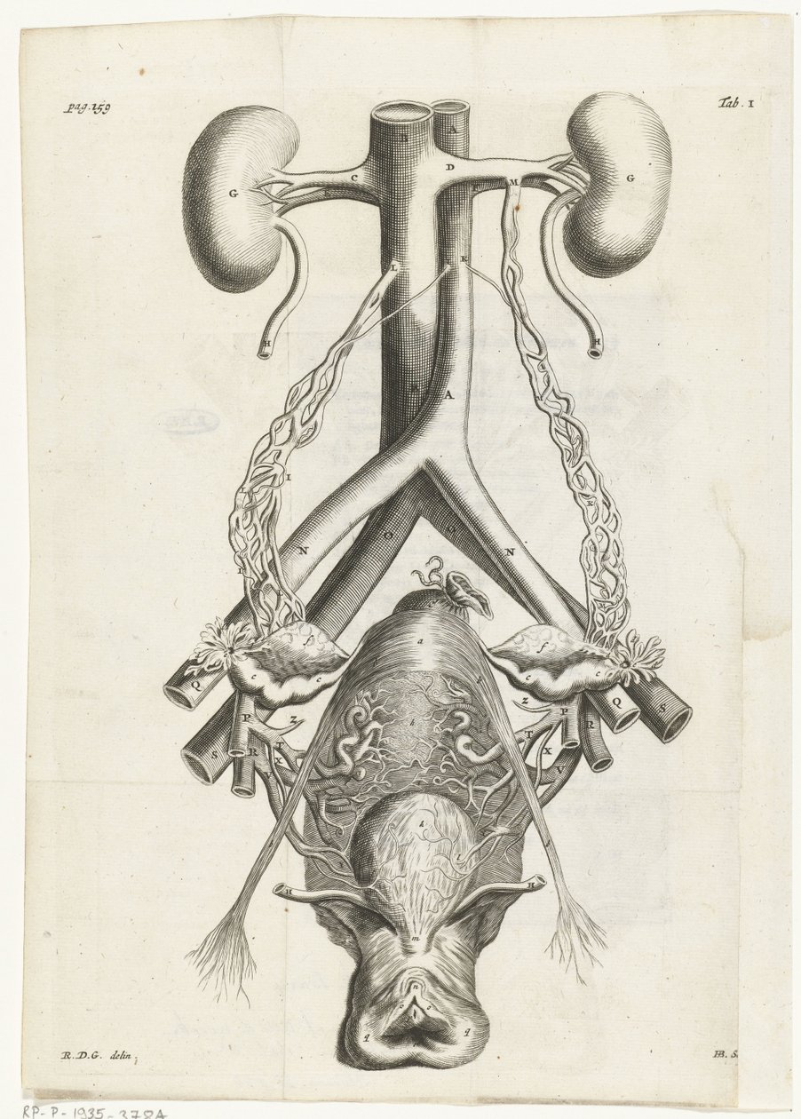 Anatomical illustration of the female genital organs and the kidneys (Book illustration for: Reinier de Graaf, Alle de wercken, Amsterdam, 1686) by Hendrik Bary