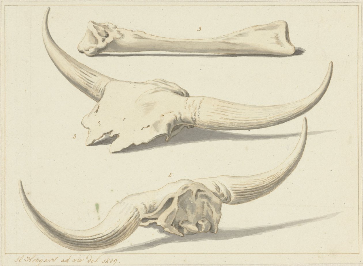 Fossil Bones of an Aurochs, Found During the Flood, 1809 by Hendrik Hoogers