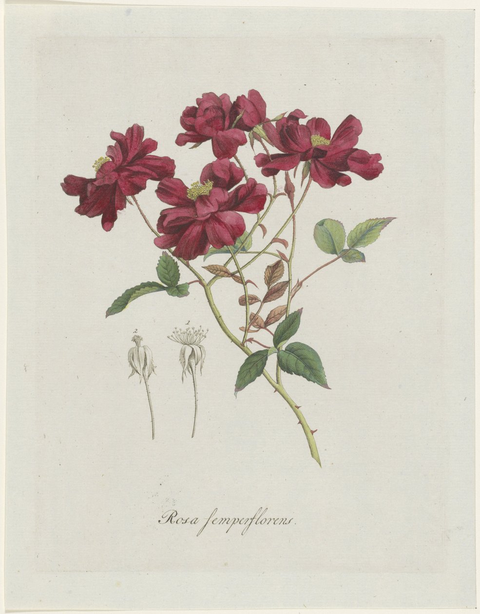 Chinese Rose (Rosa chinensis Jacq.) (Rosa semperflorens) by Hendrik Schwegman