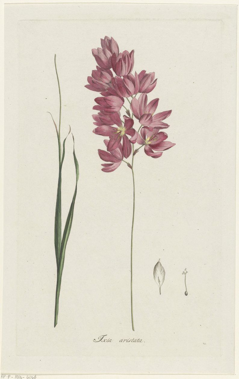Ixia patens Aiton, Ixia aristata (title on object) by Hendrik Schwegman