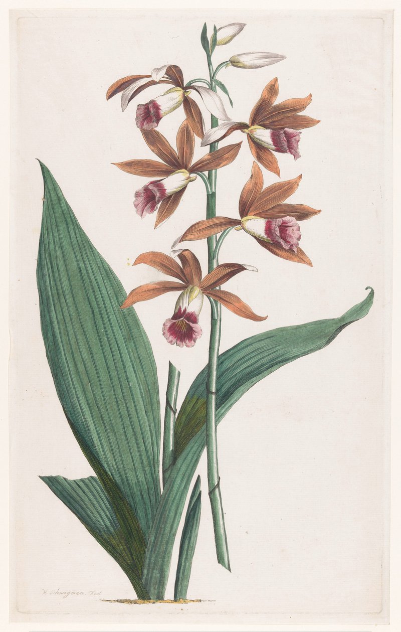 Marsh Orchid (Limodorum Tankervilliae) by Hendrik Schwegman