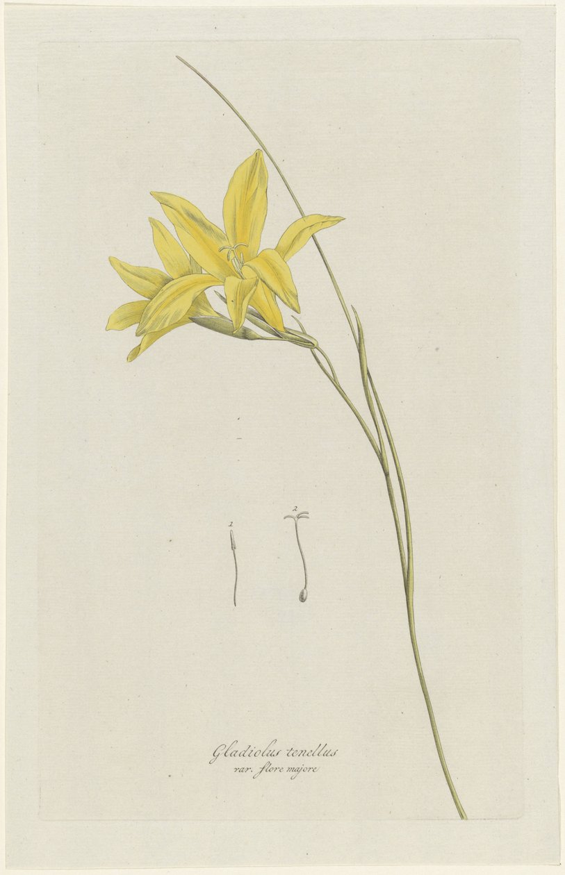 Sword Lily (Gladiolus carinatus Aiton) by Hendrik Schwegman