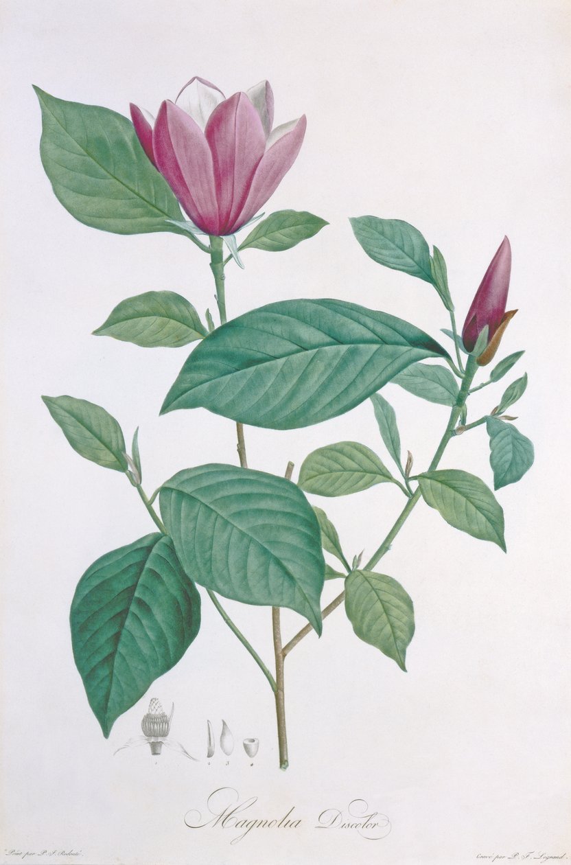 Magnolia discolor, engraved by Legrand by Pierre Joseph Redouté