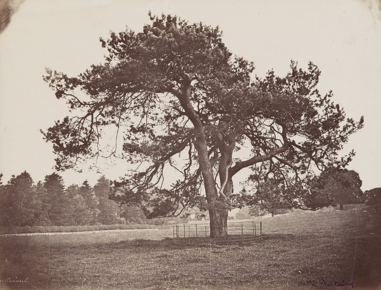 Hamilton Palace Park (Parasol Pine), c. 1858 by Henri Charles de Rostaing