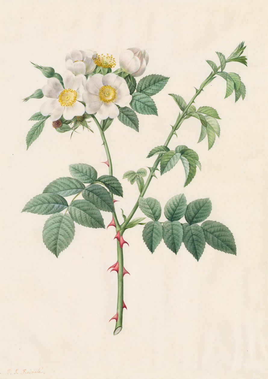 Brier Bush Rose or Dog Rose Rosa Leucantha by Pierre Joseph Redouté