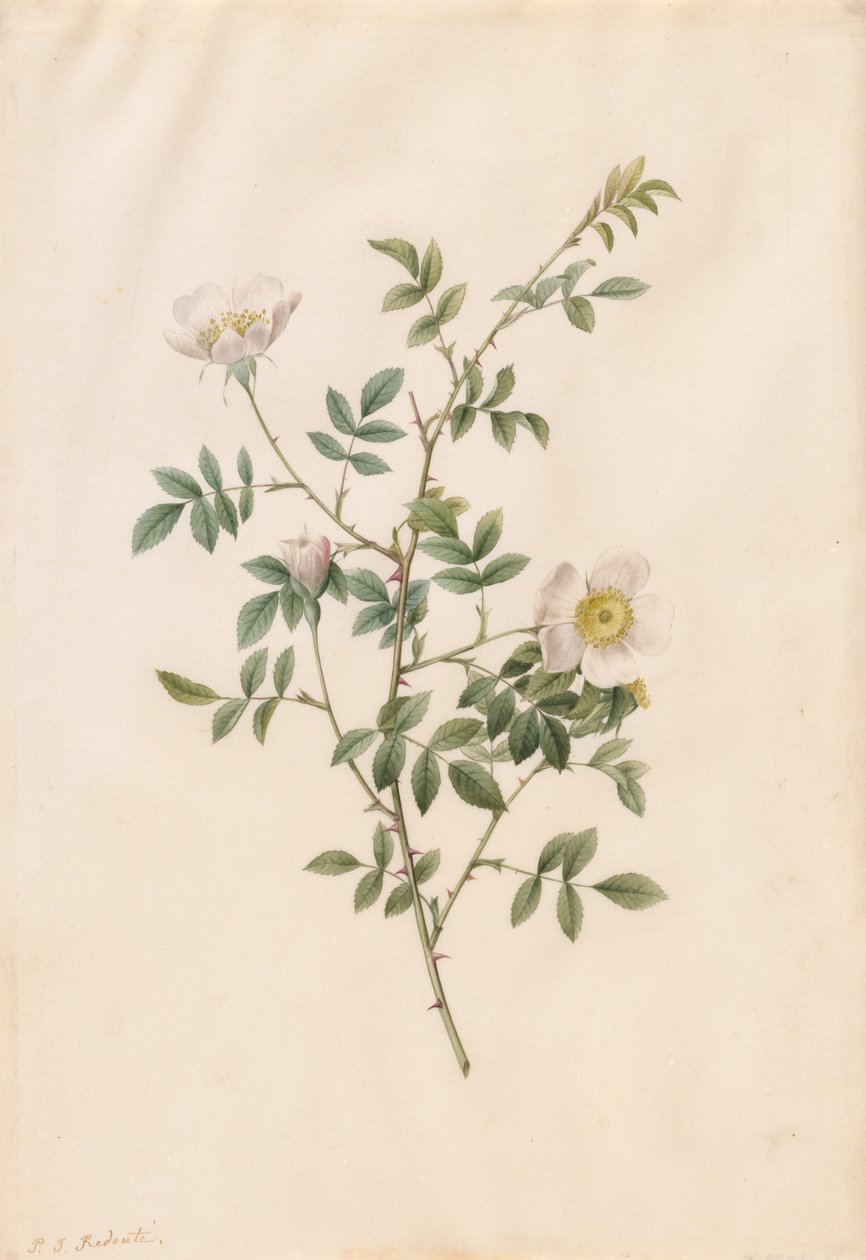 Brier Bush Rose or Dog Rose by Pierre Joseph Redouté