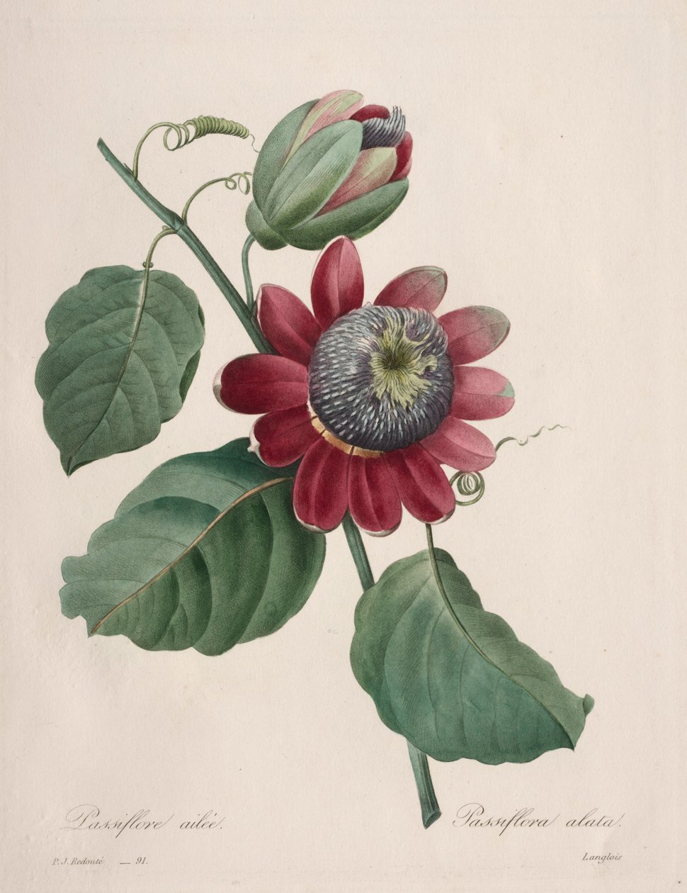 Choix des plus belles fleurs...plus beaux fruits: Passiflore ailee by Pierre Joseph Redouté