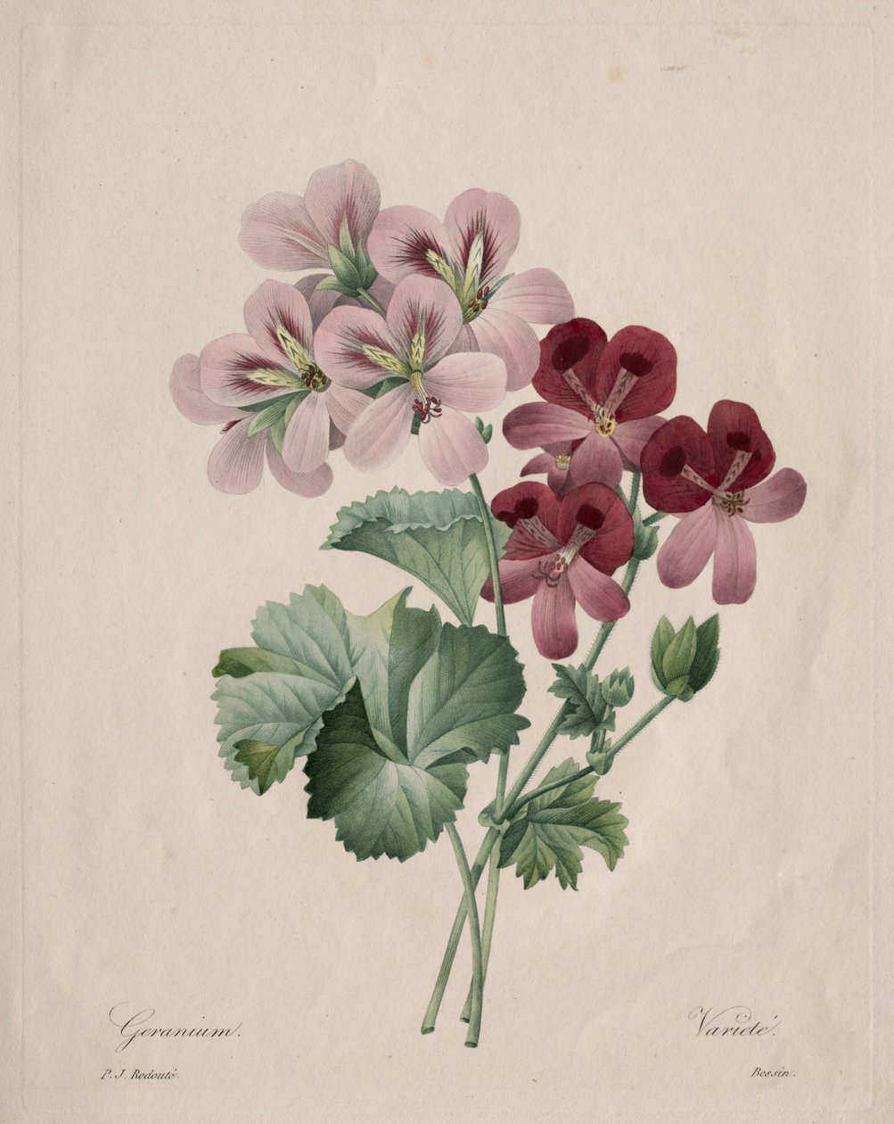 Geranium by Pierre Joseph Redouté