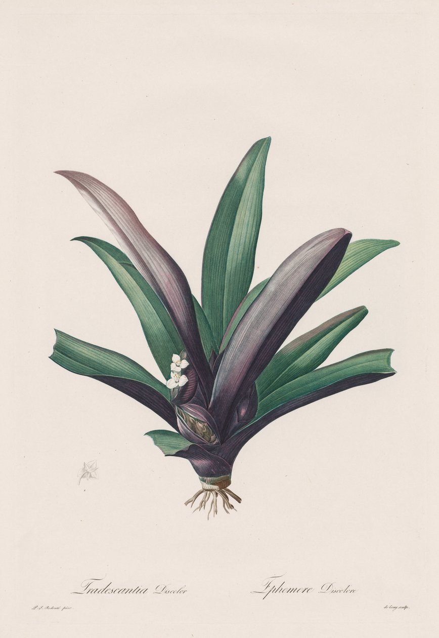 Les Liliacées: Tradescantia discolour by Pierre Joseph Redouté