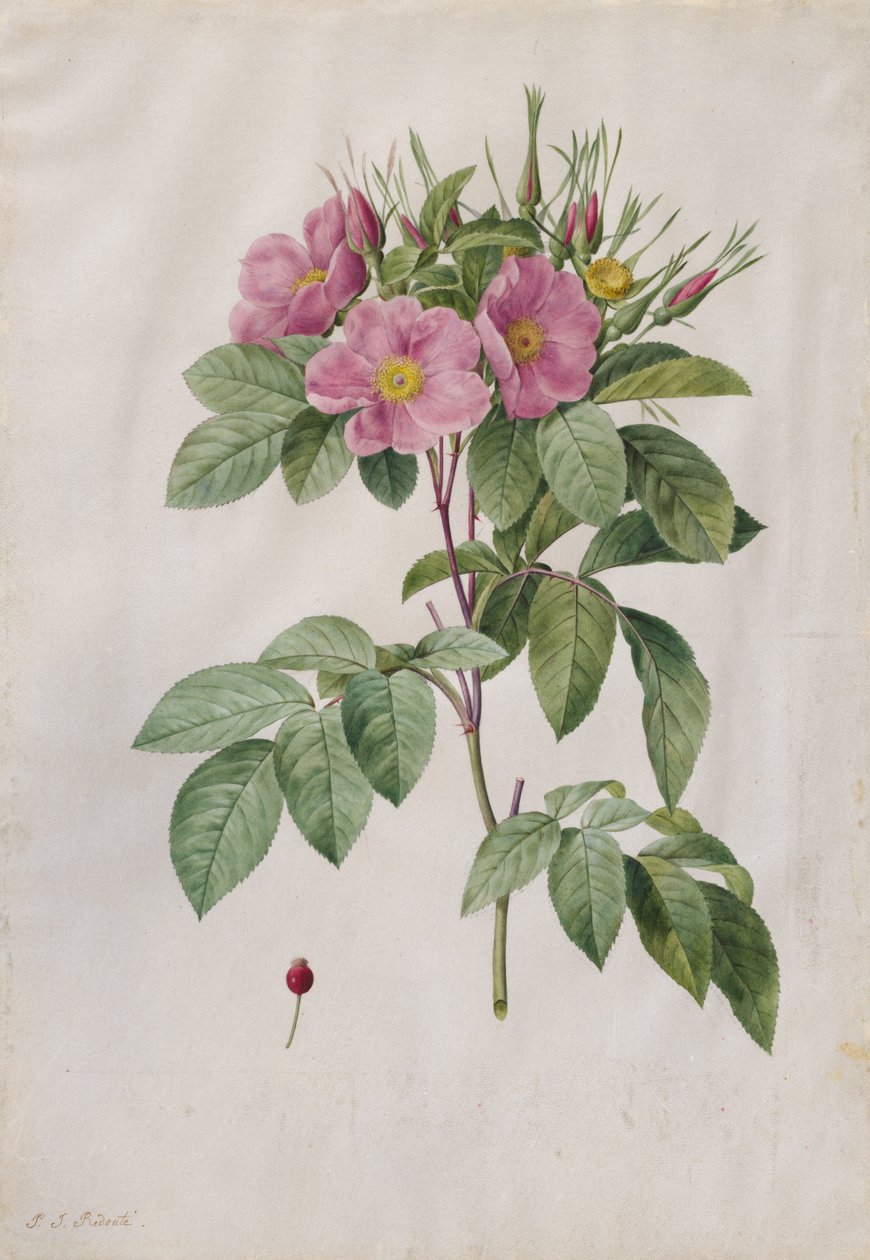 Pasture Rose Rosa Carolina Corymbosa by Pierre Joseph Redouté