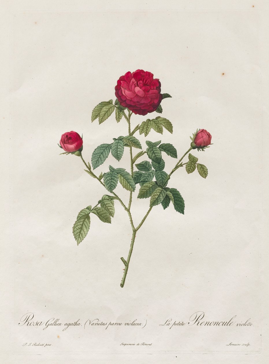 Provence or French Rose, 1817-1824 by Pierre Joseph Redouté
