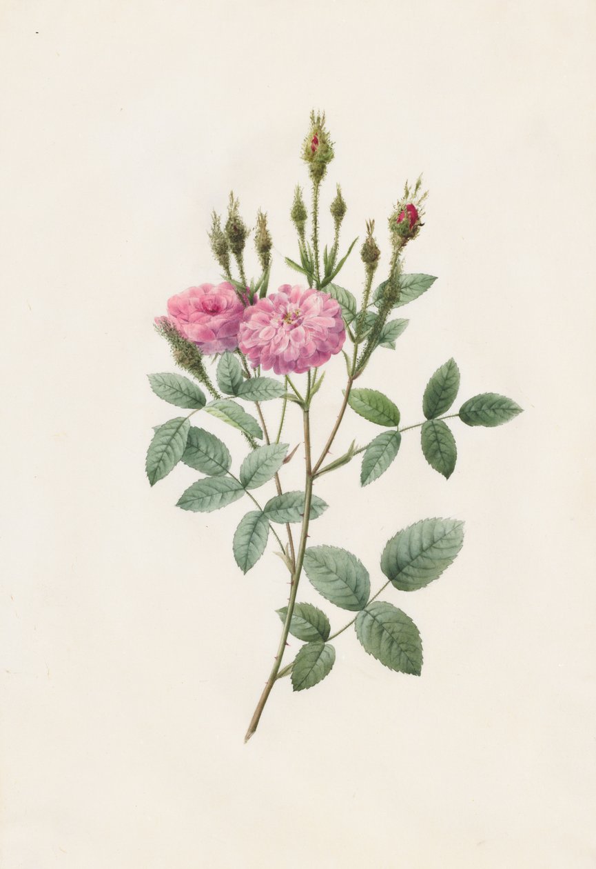 Rosa Pomponiana Muscosa by Pierre Joseph Redouté