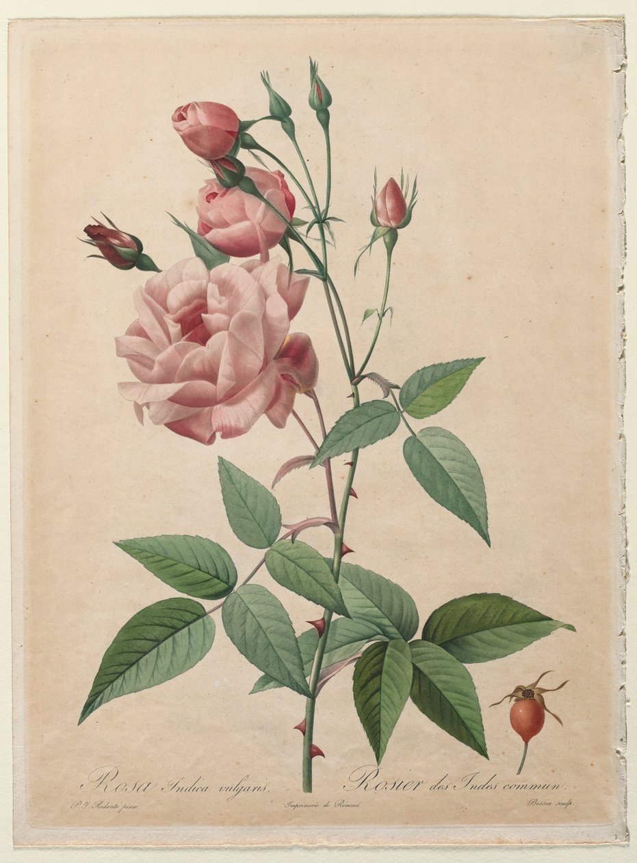 The Roses: China or Bengal Rose, 1817-1824 by Pierre Joseph Redouté