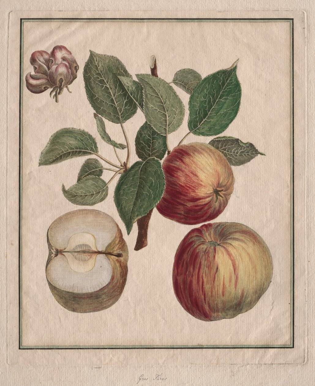 Apple with Leaf and Fruit Blossom by Henri Louis Duhamel du Monceau