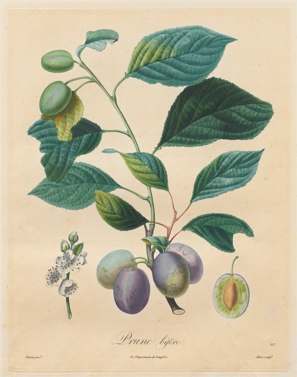 Treatise on Fruit Trees: Prune Bifère by Henri Louis Duhamel du Monceau