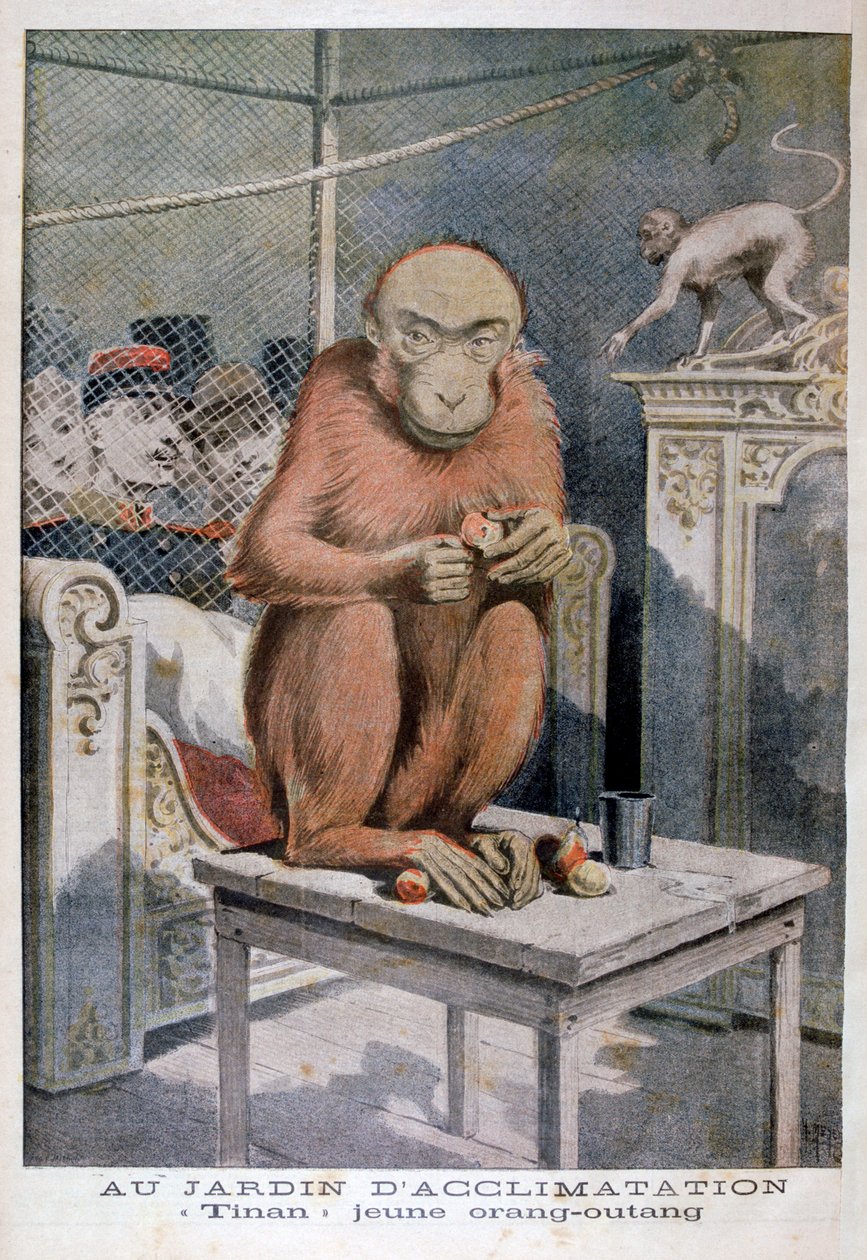 Tinan the orangutan, 1896 by Henri Meyer