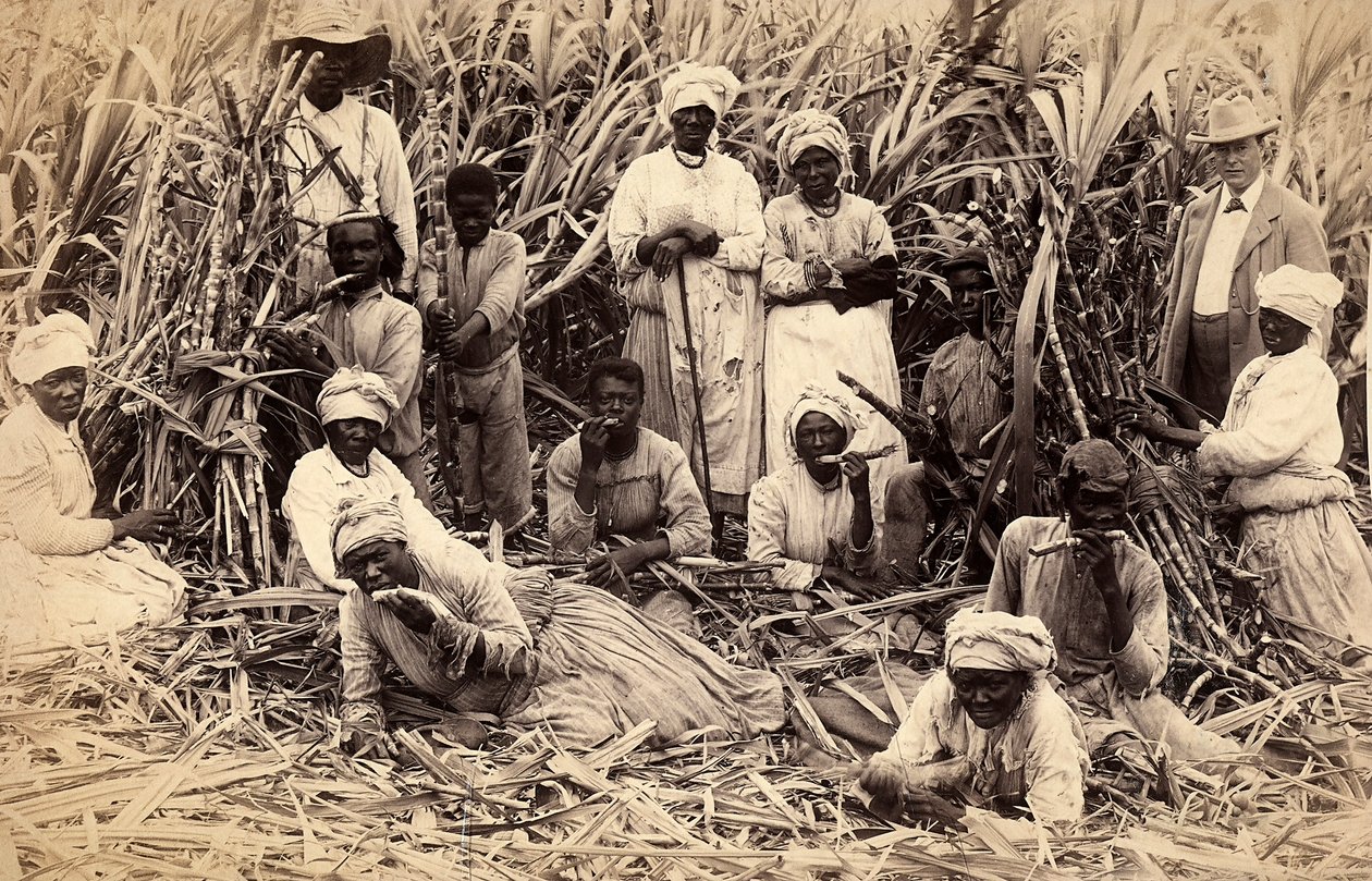 Sugar cane cutters, Jamaica by Henri S. Duperly