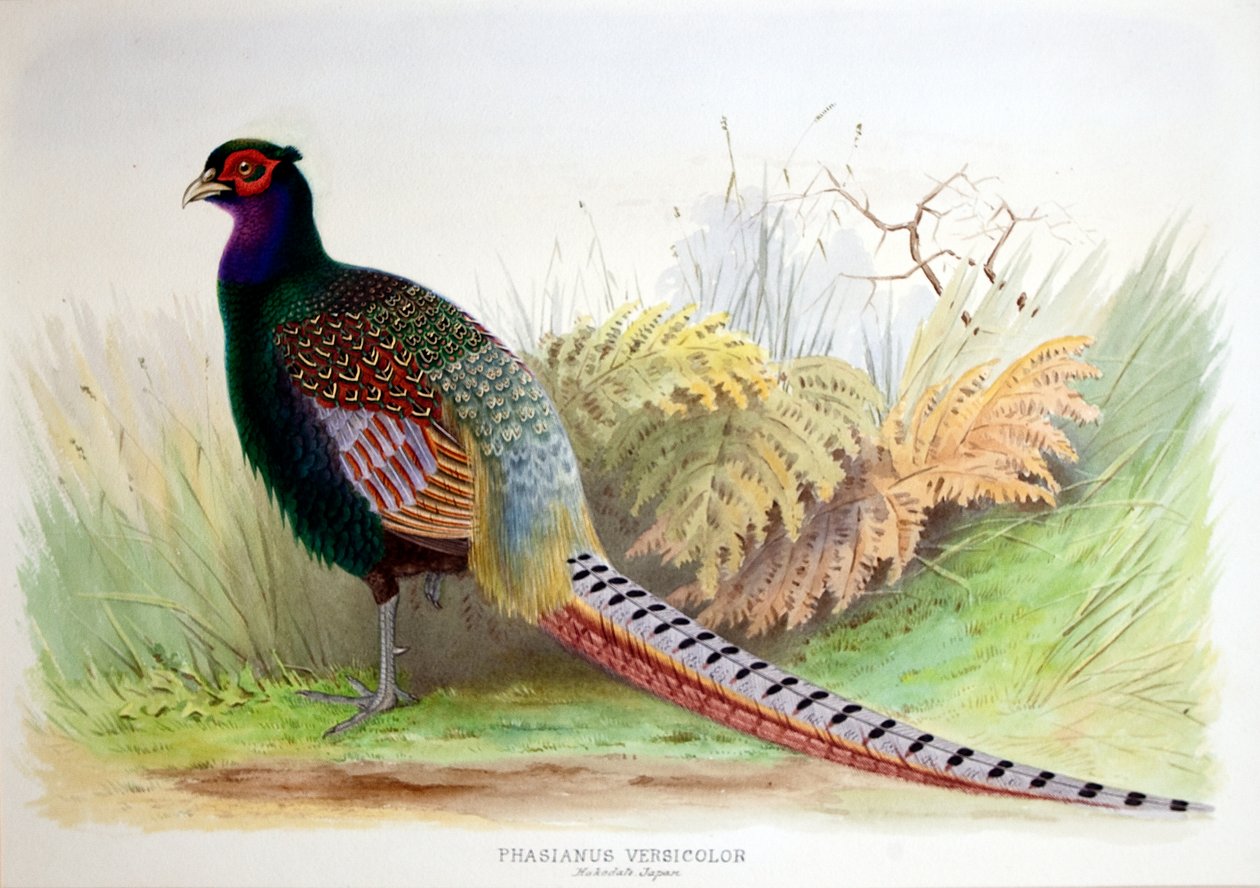 Phasianus Versicolor, c.1896-1921  by Henry Jones