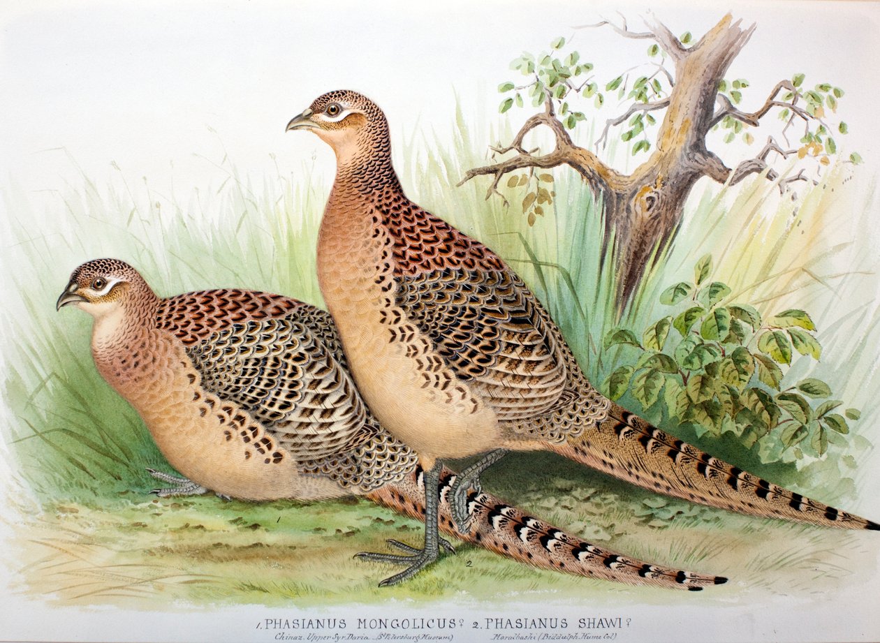 Phasianus mongolicus and Phasianus shawi, 1906-7 by Henry Jones