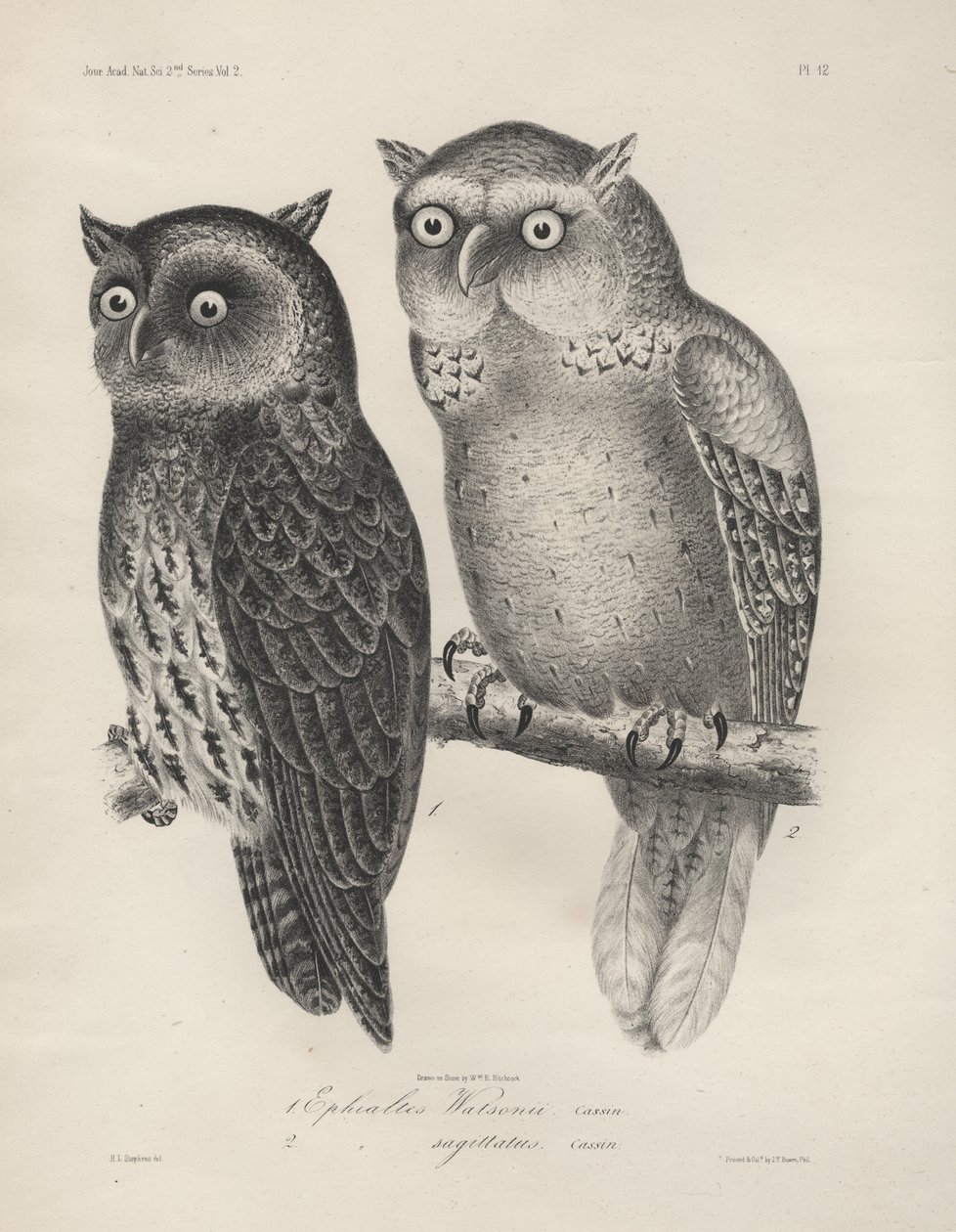1. Ephialtes Watsonii, 2. (Ephialtes) Sagittatus, litho by J.T. Bowen, 1850 by Henry Louis Stephens
