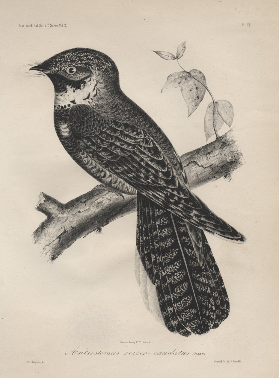Antrostomus Serico-Caudatus, Litho by J.T. Bowen by Henry Louis Stephens