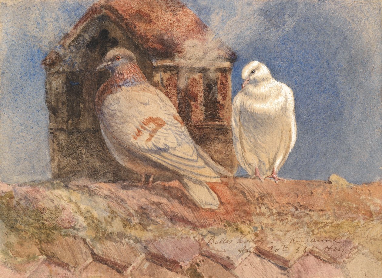 Doves Resting on a Rooftop, Belles Roches, Lausanne by Henry Moore