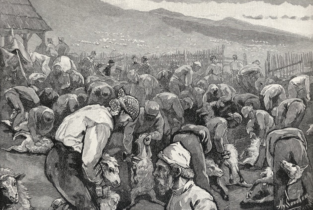 Sheepshearing in Southern California, from 