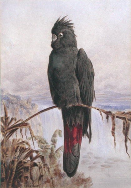 Australian Red-Tailed Black Cockatoo by Henry Bright