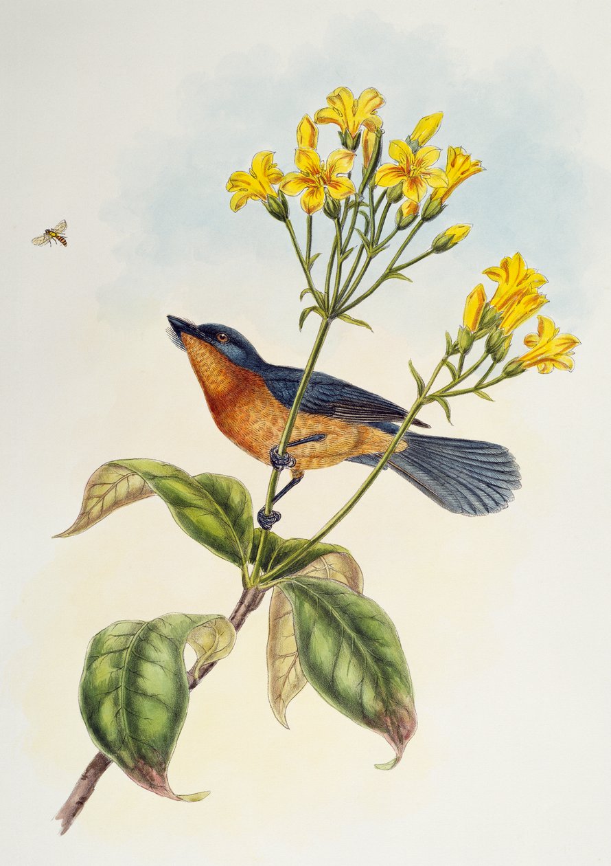 Broad-billed Flycatcher (Myiagra ruficollis) by Henry Constantine Richter