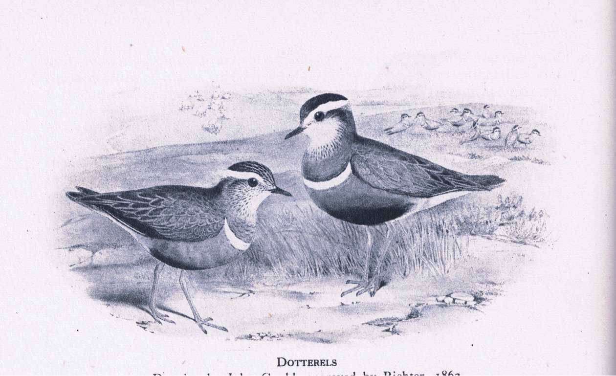 Dotterells, Nature in Britain by Henry Constantine Richter