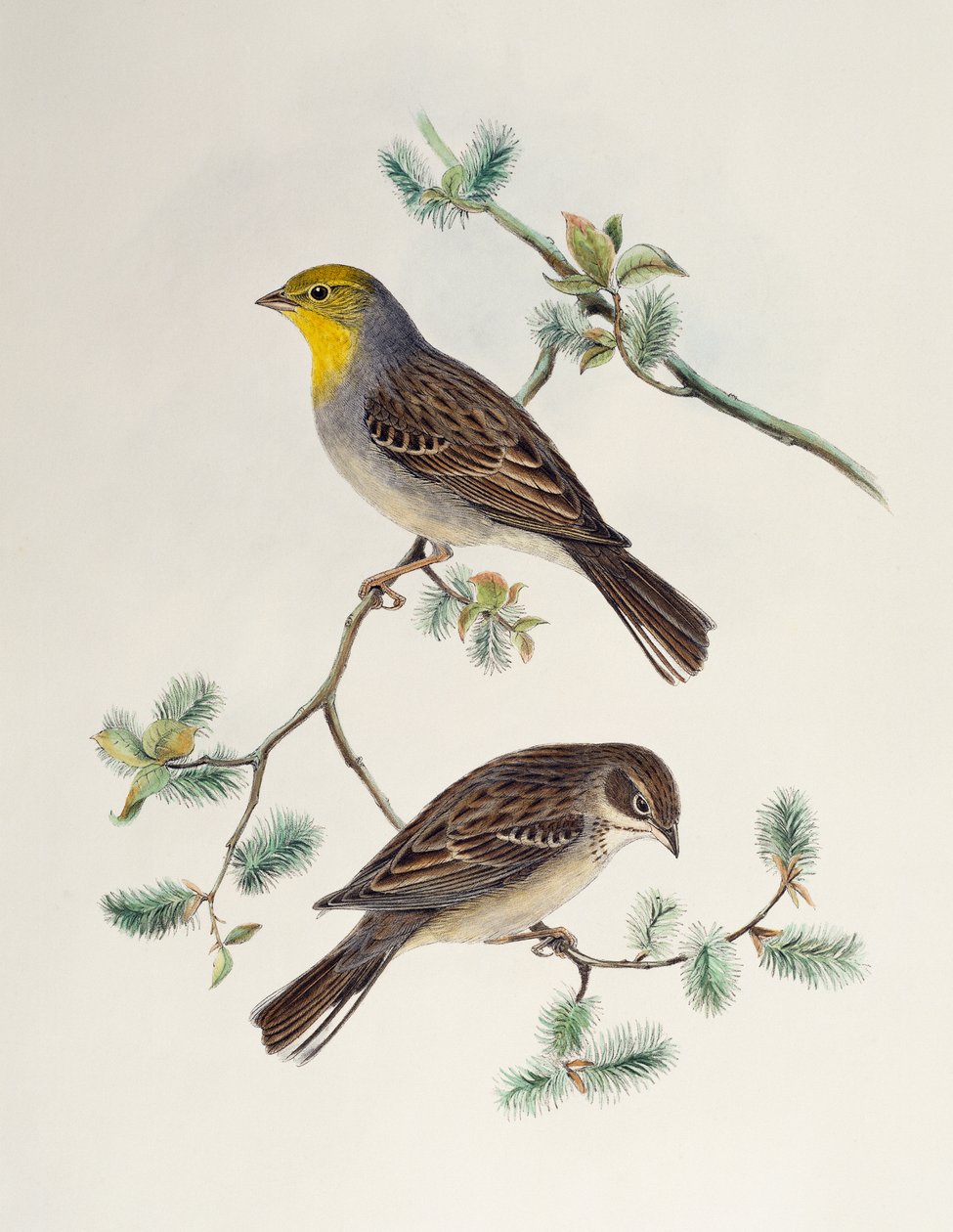 Emberiza cinerea, from Birds of Asia by Henry Constantine Richter
