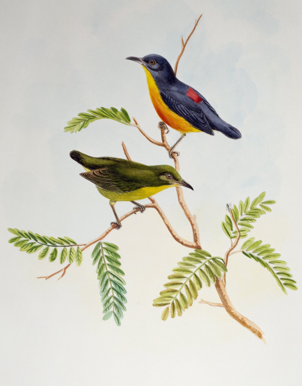 Orange-bellied Flowerpecker (Dicaeum trigonostigma), from Birds of Asia by Henry Constantine Richter