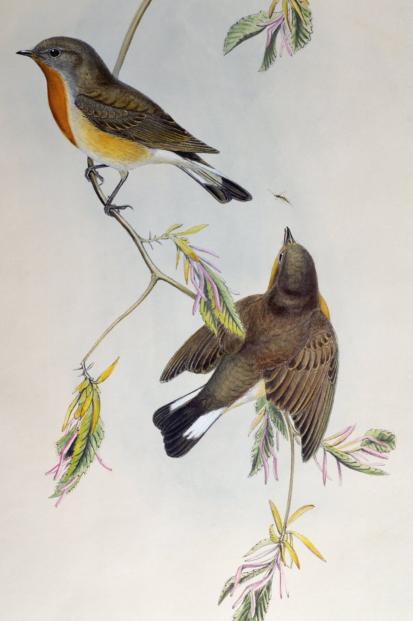 Red-breasted flycatcher (Ficedula parva), from Birds of Great Britain by Henry Constantine Richter