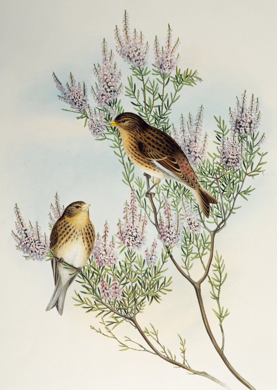 Twite (Carduelis flavirostris), from Birds of Great Britain by Henry Constantine Richter