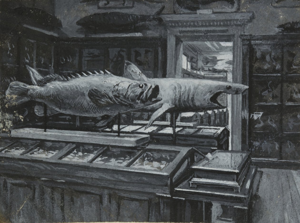 Interior view of the British Museum showing the gallery of fish exhibits, c.1880 by Henry Edward Tidmarsh