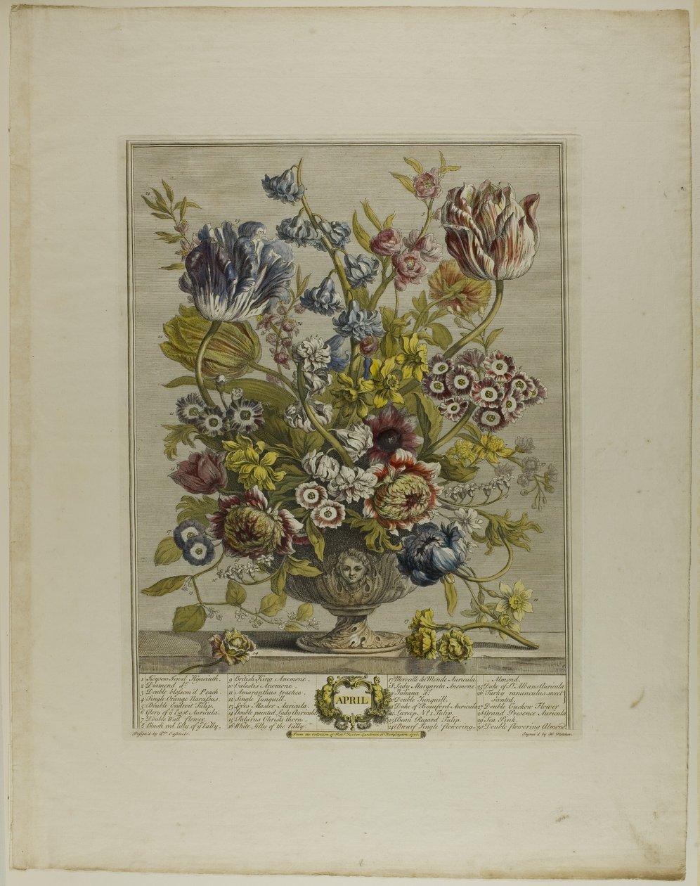 April, from Twelve Months of Flowers by Henry Fletcher