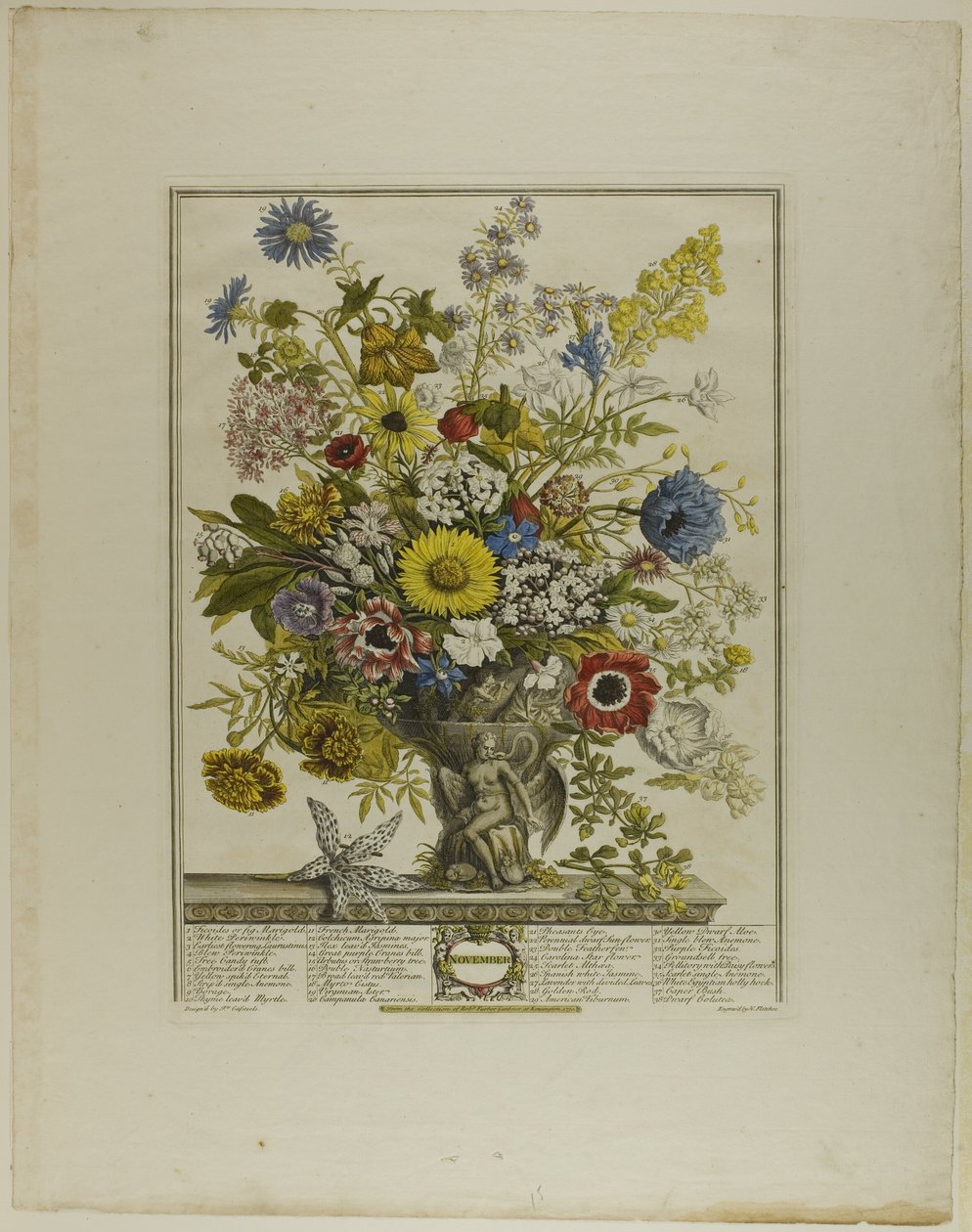 November, from Twelve Months of Flowers by Henry Fletcher
