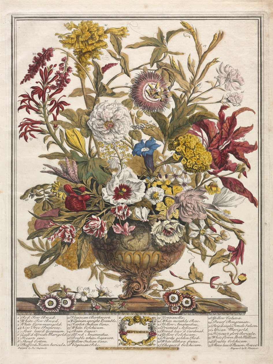 Twelve Months of Flowers: September by Henry Fletcher