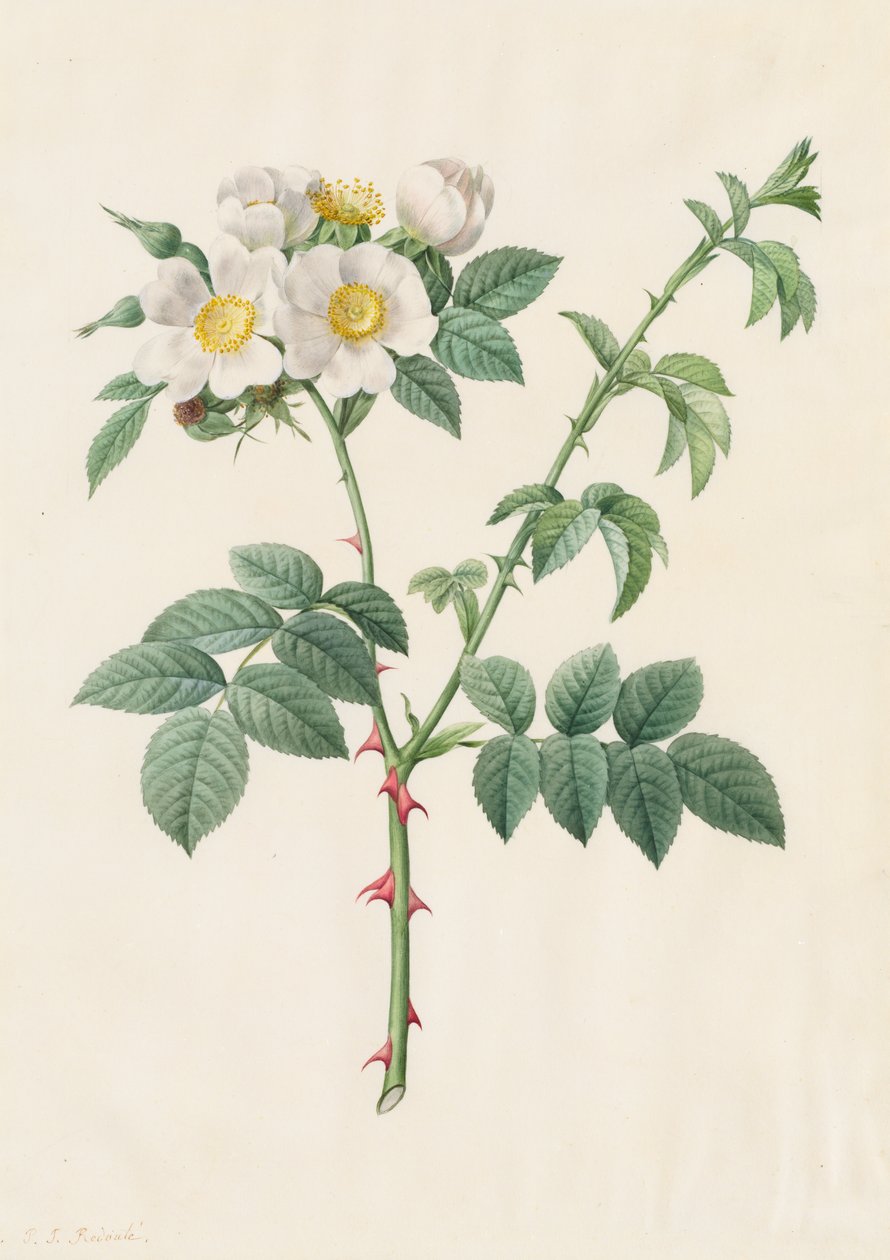 Brier Bush Rose or Dog Rose (Rosa Leucantha) by Henry Joseph Redouté