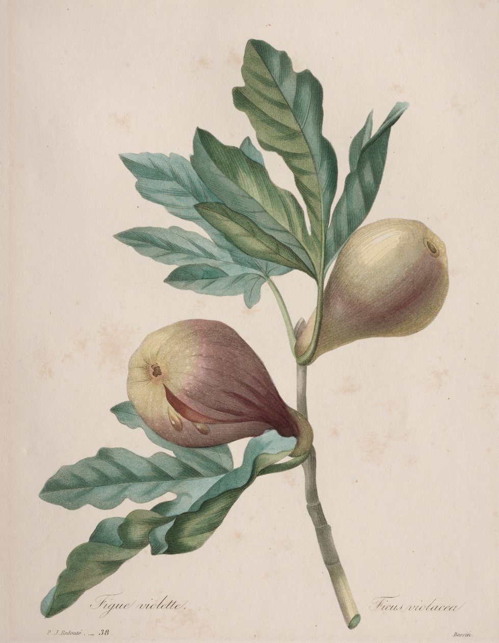 Choice of the Most Beautiful Flowers...Most Beautiful Fruits: Violet Fig by Henry Joseph Redouté