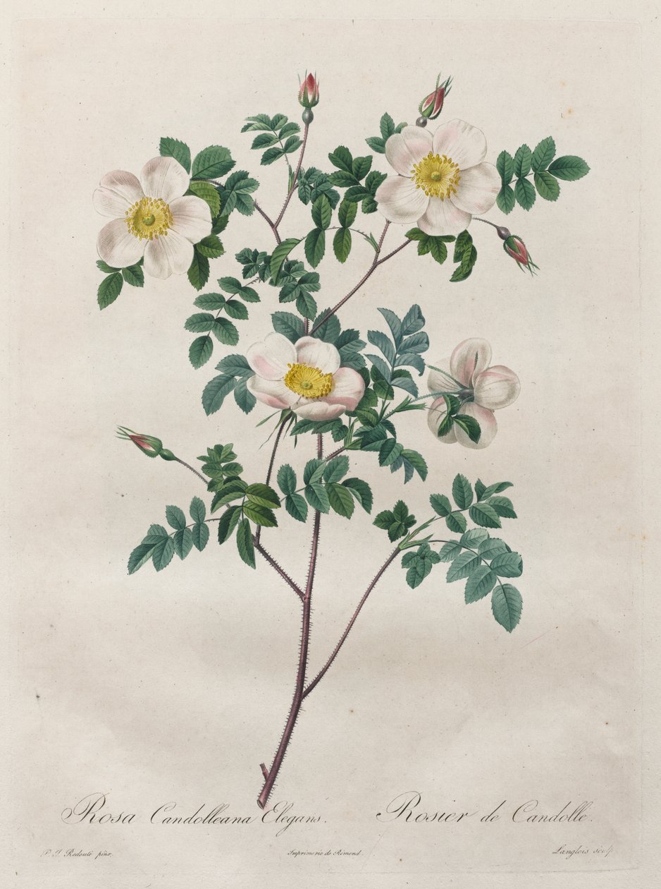 The Roses: Rosa Candolleana Elegans by Henry Joseph Redouté
