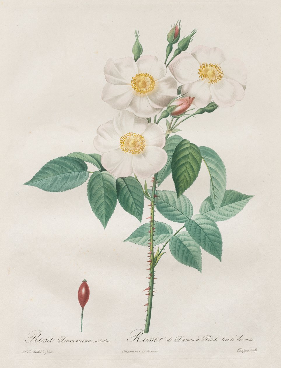The Roses: Rosa Damascena, subalba by Henry Joseph Redouté